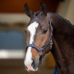 Halfter HVP NENA navy Shetty