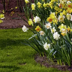 Blumenzwiebeln Narzissen-Mischung 35er-Set