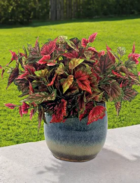 Kunstblumensträuße Buntnessel 3er-Set - Gainsborough - FashionsVida