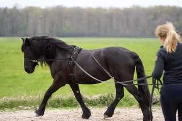 Zügel lang IRH FREE RIDE black