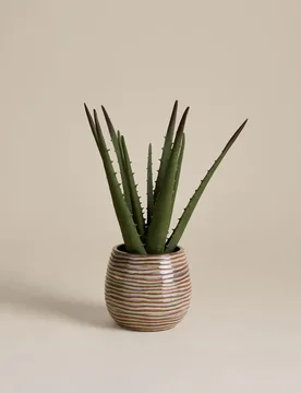 Artificial Aloe Vera in Ceramic Pot Natural - M&S - FashionsVida