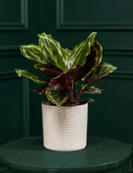 Medium Calathea in Ceramic Pot