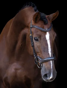 Trense ergonomisches Reithalfter IRH brown Cob - Imperial Riding - FashionsVida