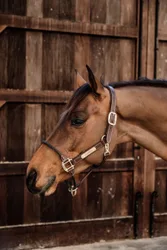 Lederhalfter ROPE Cob