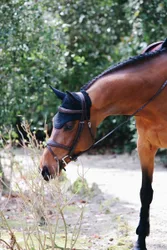 Fliegenhaube WELLINGTON Full dunkelblau