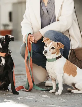 Kentucky Dogwear Hundehalsband JACQUARD terrakotta ML - Kentucky Horsewear - FashionsVida
