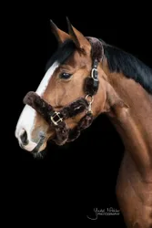 Lammfell Transport Halfter braun Pony