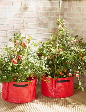 Tomaten-Pflanzgefäße 2er-Set - Gainsborough - FashionsVida