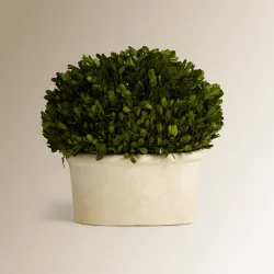 Planta preservada Boj 23 cm