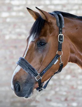 Halfter Elegant, schwarz PON - Waldhausen - FashionsVida
