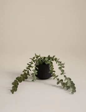 Artificial Trailing Baby Plant in Textured Ceramic Pot Black - Moss & Sweetpea - FashionsVida