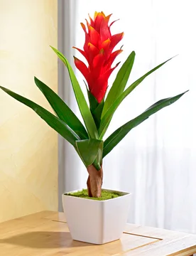 Kunstpflanze Guzmania im Topf, bordeaux - 3Pagen - FashionsVida