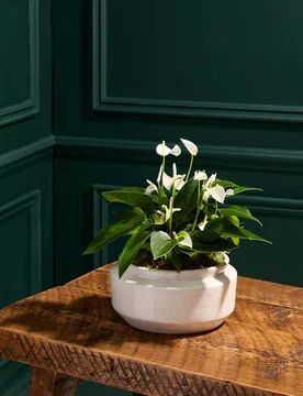 Anthurium Centrepiece with Ceramic Bowl - M&S Flower Market - FashionsVida