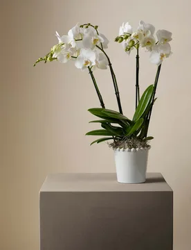 Orchid in Ceramic Pot - M&S X Kelly Hoppen - FashionsVida