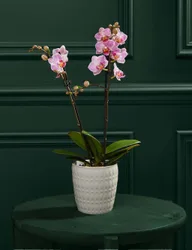 Pink Phalaenopsis Orchid in Ceramic Pot