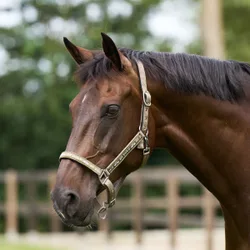 HV Polo Halfter HVP NENA straw Cob