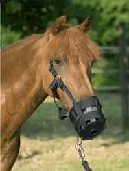 USG Fressbremse, schwarz Pony