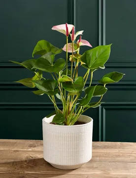 Pink Anthurium in Pot - M&S Flower Market - FashionsVida