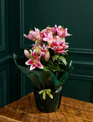 Pink Oriental Lily