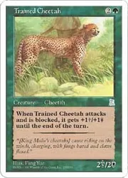 Trained Cheetah Portal Three Kingdoms