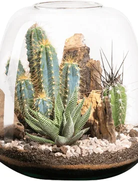 Naturalys - Terrario Moly l Cactus - Naturalys - FashionsVida