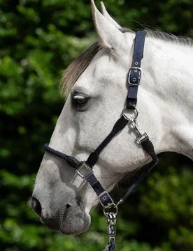Halfter CARLOTTA dunkelblau Warmblut - HKM - FashionsVida