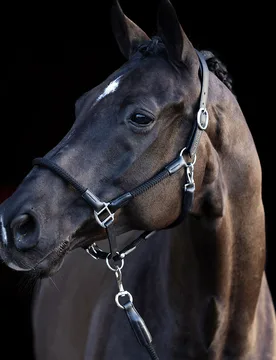 Halfter Set HVP FRANKA black Pony - HV POLO - FashionsVida