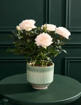 Champagne Rose in Ceramic Pot - M&S Flower Market - FashionsVida