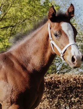 STAR Fohlenvorführhalfter, Leder, weiß PON - Waldhausen - FashionsVida