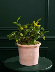 Citrus Plant in Terracotta