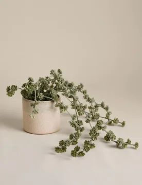 Trailing Succulent in Ceramic Pot Green - M&S - FashionsVida