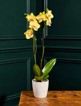 Large Yellow Phalaenopsis Orchid in Ceramic Pot - M&S Flower Market - FashionsVida