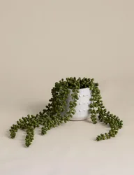 Artificial String of Pearls in Ceramic Plant Pot Green