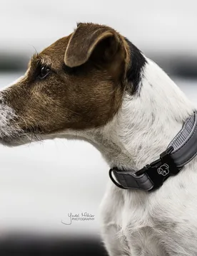 Kentucky Dogwear Hundehalsband REFLECTIVE XS - Kentucky Horsewear - FashionsVida