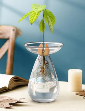 Jarrón de vidrio con forma de aguacate de 7.5 pulgadas, maceta grande de aguacate de material de vidrio, se puede usar como germinación y cultivo de - Shein - FashionsVida