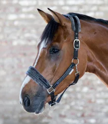 Halfter Elegant, schwarz VB