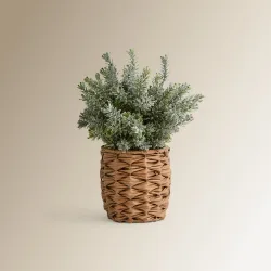 Planta artificial Esparraguera Tomillo con maceta