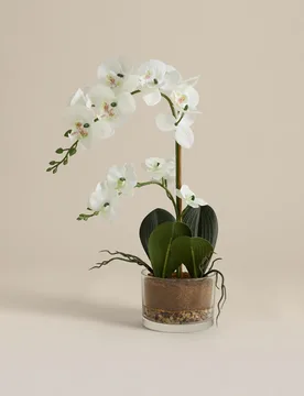 Artificial Medium Orchid in Glass Pot White - M&S - FashionsVida