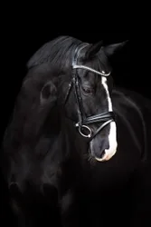 Trensenzaum IRH FRIA black Cob