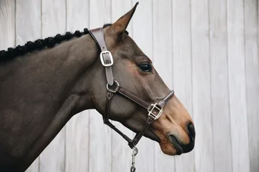 Lederhalfter ANATOMISCH braun Cob