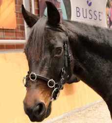 Manski Kappzaum ROUND Vollblut