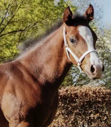 STAR Fohlenvorführhalfter, Leder, weiß MSH