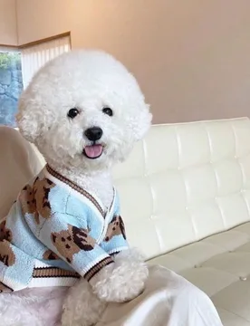 Ropa para perros Chihuahua, mascotas, gatos, perros, ropa para perros, cachorros, ropa para perros Chihuahua, suministros para gatitos, suéter de cá - Shein - FashionsVida