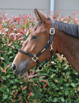 Kontrollhalfter schwarz Cob - Kentucky Horsewear - FashionsVida