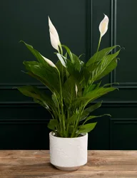 Peace Lily in Ceramic Pot