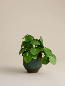 Artificial Money Plant in Ceramic Pot Green - M&S - FashionsVida